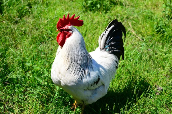 Chicken Rooster Hen Meadow — 图库照片