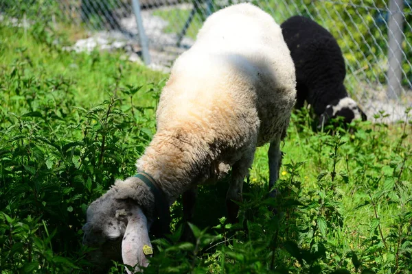 Schafe Weiden Auf Der Weide — Stockfoto