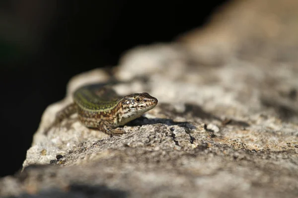 Perto Lagarto Habitat Conceito Selvageria — Fotografia de Stock