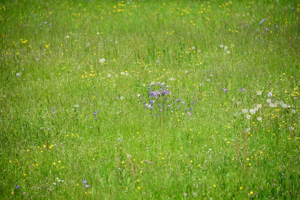 Grünes Gras Auf Dem Feld — Stockfoto