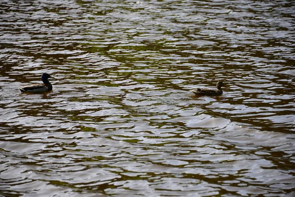 Stockenten Laket — Stockfoto