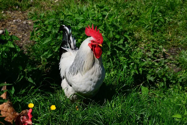 Chicken Hen Rooster Meadow — Stock Photo, Image