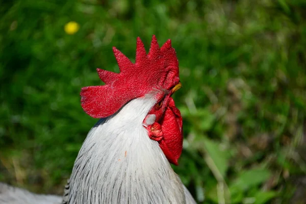 Chicken Hen Rooster Sobre Meadow — Fotografia de Stock