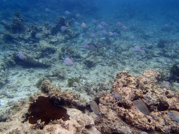 Scenic View Underwater World — Stock Photo, Image