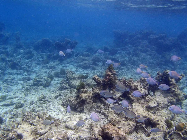 Scenic View Underwater World — Stock Photo, Image