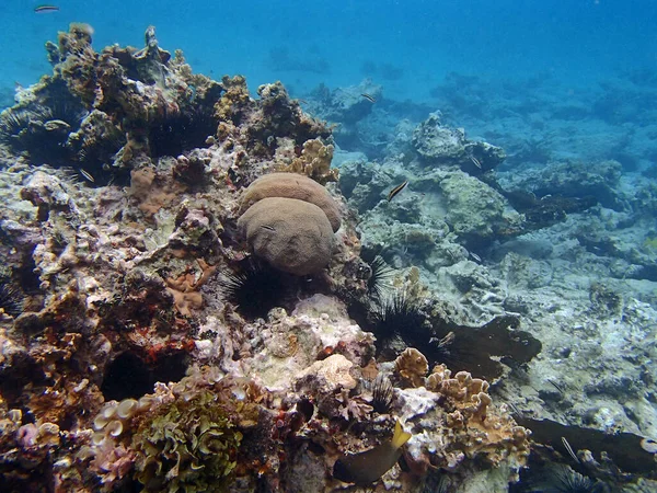 Scenic View Underwater World — Stock Photo, Image