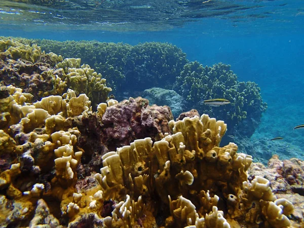 Naturskön Utsikt Över Undervattensvärlden — Stockfoto