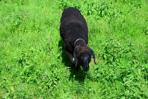 Owce Pastwisku — Zdjęcie stockowe
