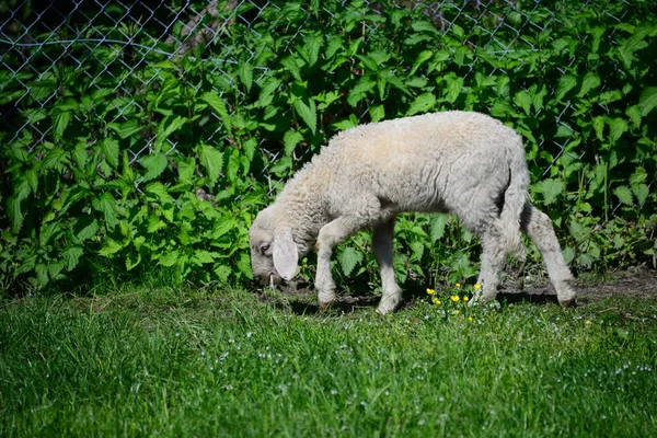 牧草地で羊が — ストック写真