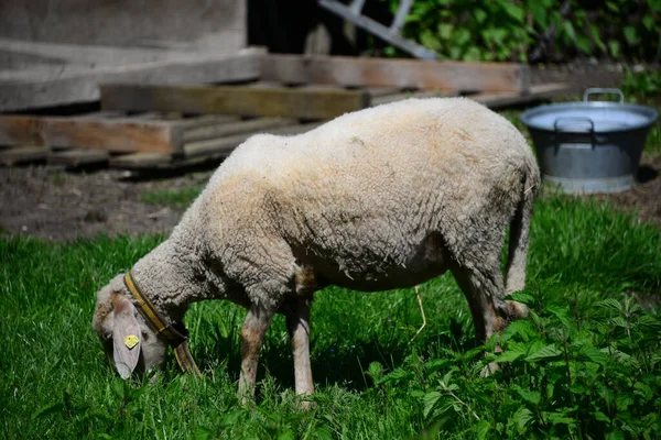 Schafe Auf Der Weide — Stockfoto