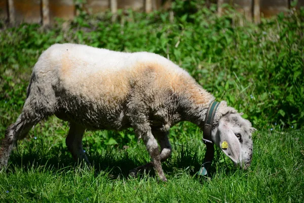 Πρόβατα Στο Λιβάδι — Φωτογραφία Αρχείου