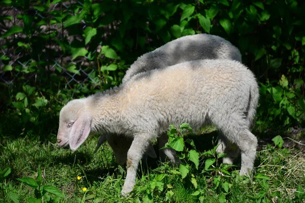 Får Ängen — Stockfoto