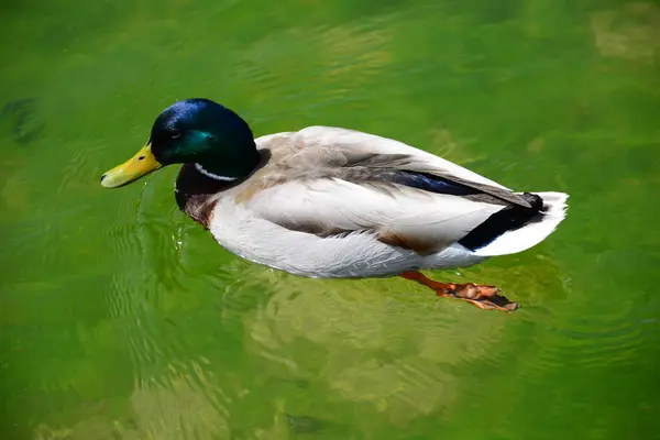 Todos Meus Ducks Nadando Lago — Fotografia de Stock