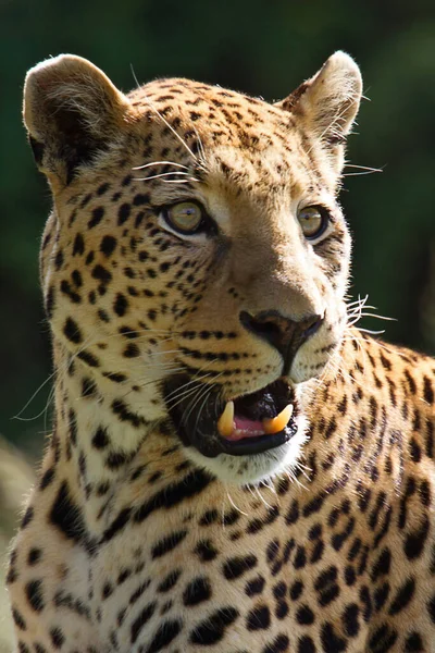 Leopardo Cazador Grande Gato — Foto de Stock