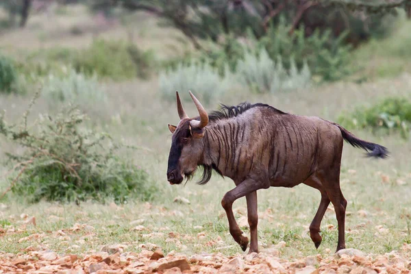 Dzika Bestia Masai Mara Kenii — Zdjęcie stockowe
