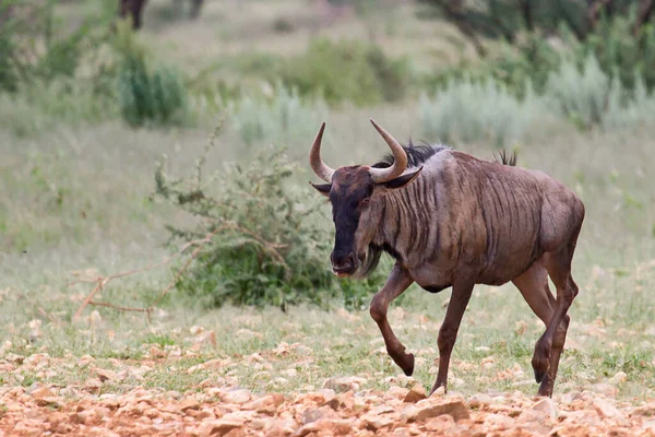 Бык Национальном Парке Кении — стоковое фото