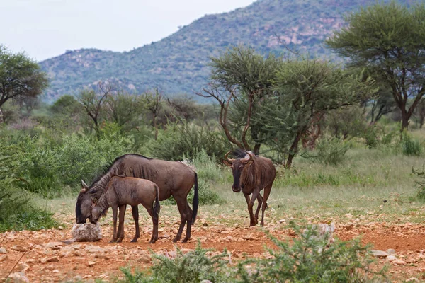 Afrikaanse Olifant Savanne Van Kenya — Stockfoto