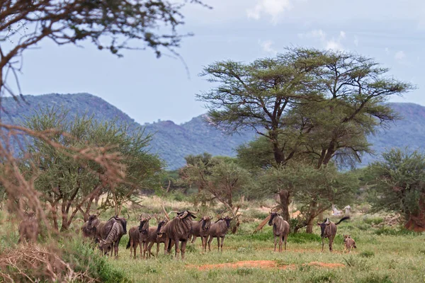 Gruppo Zebre Nel Deserto Kenya — Foto Stock