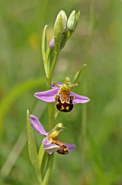 Abeille Ophrys Apifera — Photo