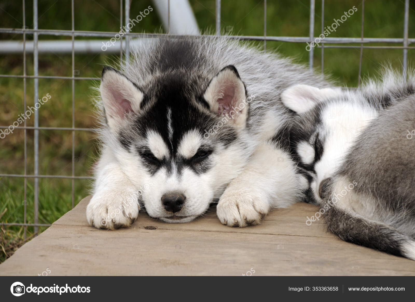 Cachorro Siberiano Jugando Hierba — Foto de stock #353363658 ©  PantherMediaSeller, image size:1600x1163