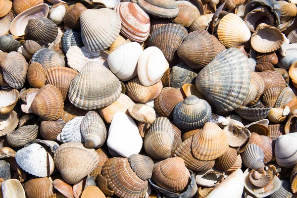 Mušle Pláži — Stock fotografie