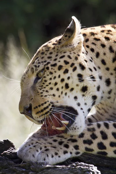 Leopar Avcısı Büyük Kedi — Stok fotoğraf