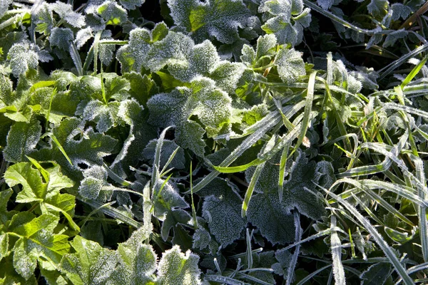 Natuur Ochtend6 — Stockfoto