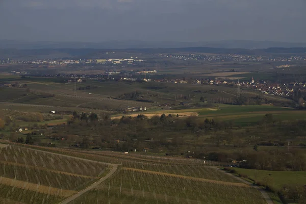 Campo Con Viñedos Viñedo Paisaje Cultivado — Foto de Stock