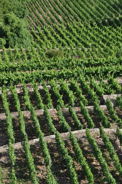 Campagna Con Vigneti Paesaggio Viticolo Coltivato — Foto Stock