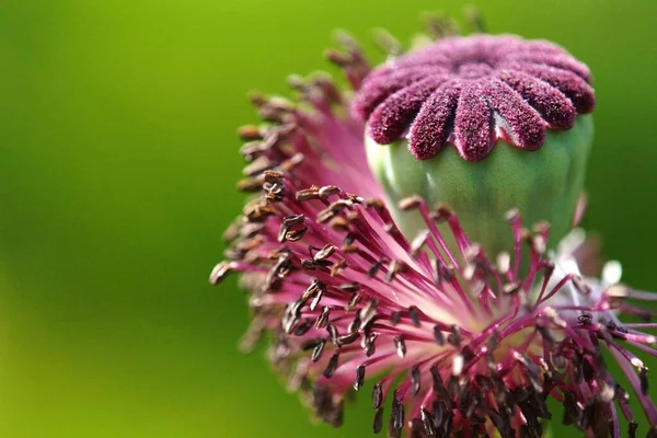 Field Flora Poppy Glower Botany Concept — Stock Photo, Image