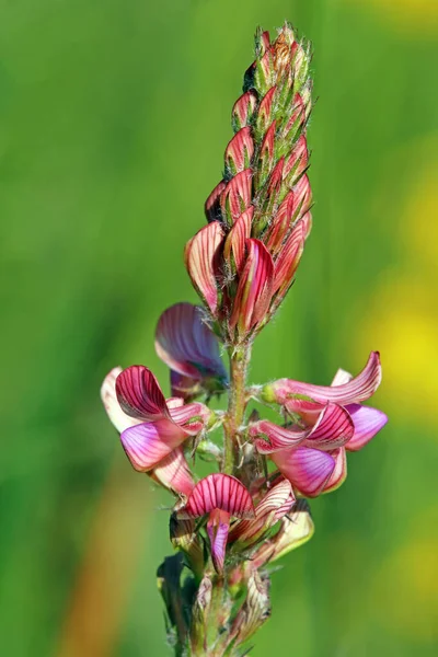 Seed Esparsette Onobrychis Viciifolia — Stock Photo, Image