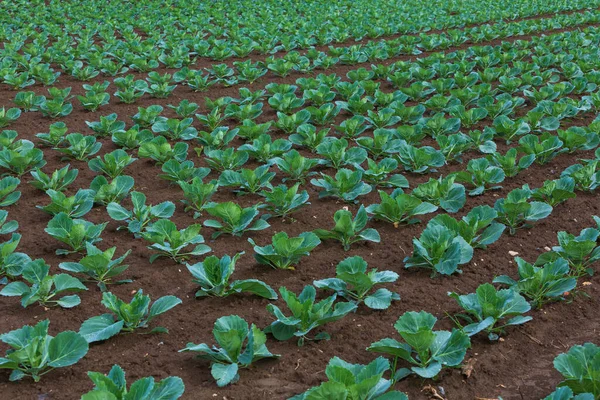 Jonge Kruidzaailingen Het Veld — Stockfoto