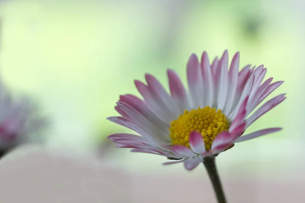 Stokrotka Piękne Kwiaty Obraz — Zdjęcie stockowe