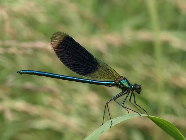 Odonata 蜻蜓昆虫 动植物 — 图库照片