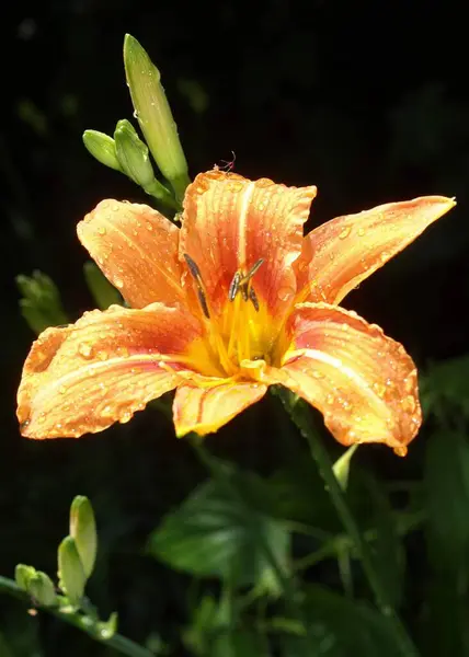 Bela Flora Botânica Pétalas Flores Lírio — Fotografia de Stock