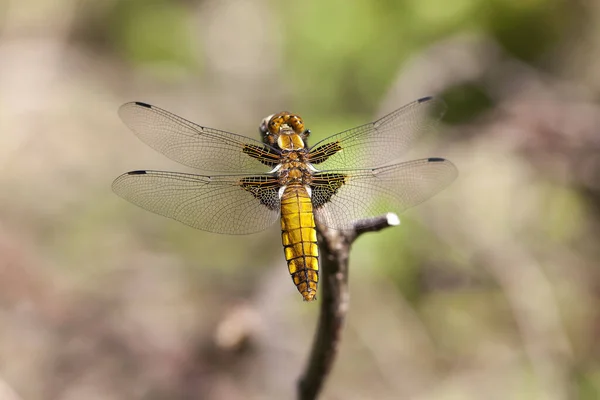 Ventre Plat Libellula Depressa Femelle Dans Macro Enregistrement — Photo