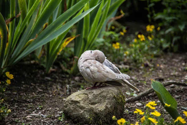 Lachende Aubiene Garten — Stockfoto