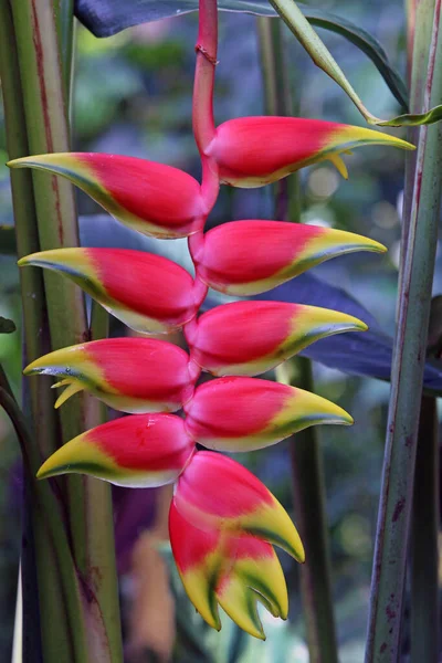 Flor Loro Tropical Heliconia Velutina — Foto de Stock