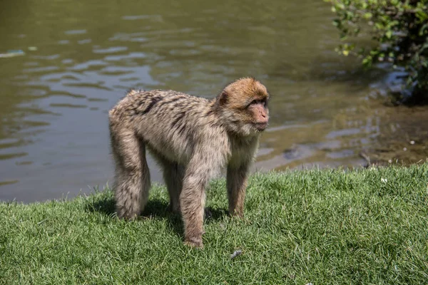 Macaco Busca Comida — Fotografia de Stock