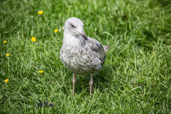 Fågel Ängen — Stockfoto