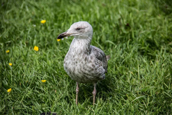 Oiseau Sur Prairie — Photo