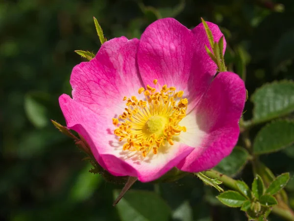 Flores Rosas Pétalos Flora — Foto de Stock