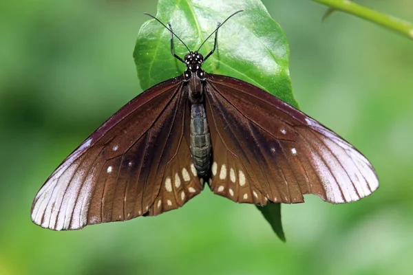 Kleiner Schmetterling Auf Blume Wildniskonzept — Stockfoto