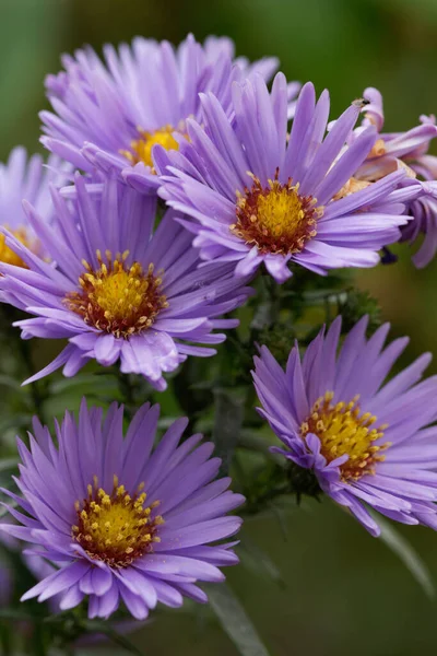 Schöne Blumen Blumiges Konzept Hintergrund — Stockfoto