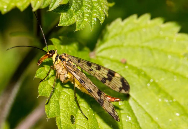 Close Bug Natureza Selvagem — Fotografia de Stock