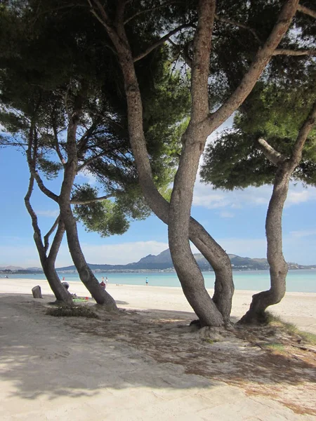 Tropischer Strand Mit Baum Und Blauem Himmel — Stockfoto