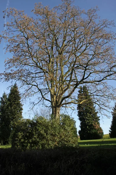 Baum Auf Dem Friedhof Bremke — Stockfoto