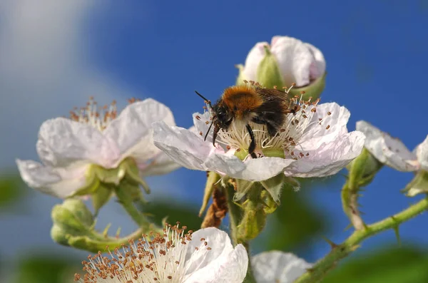 Bij Bloem Het Voorjaar — Stockfoto