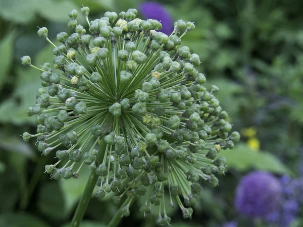 Blommande Blommor Bakgrund Konsistens — Stockfoto