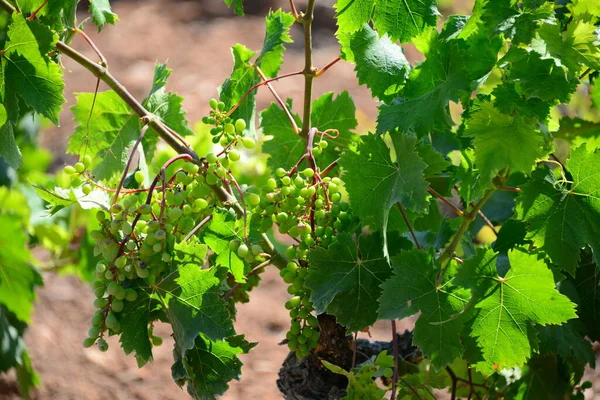 Campo Con Viñedos Viñedo Paisaje Cultivado — Foto de Stock